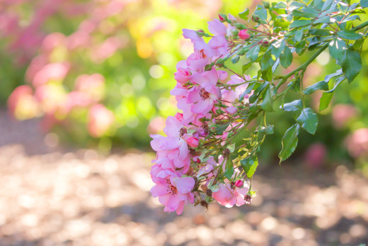 1699914 (a): :2400x1600